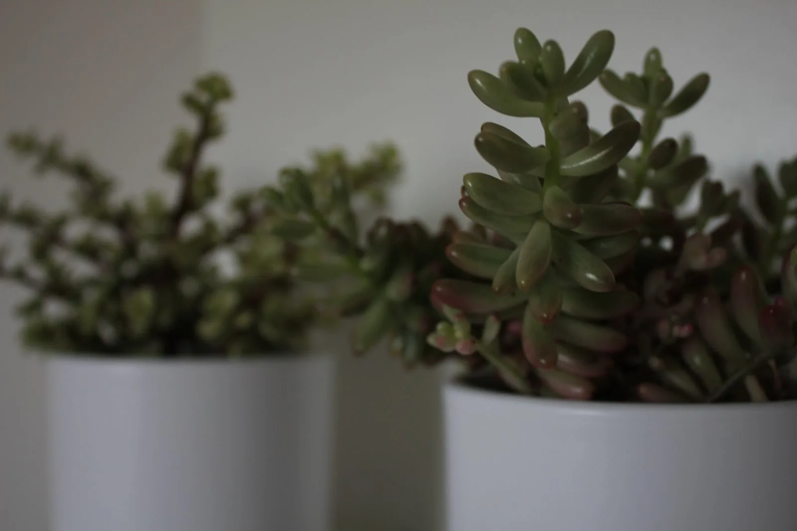 Vetplantjes op een plank in de praktijk